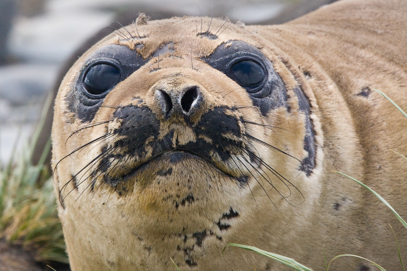 Southern Elephant Seal